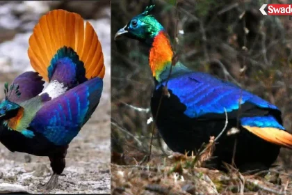 himalayan-monal-habitat-noise-research/