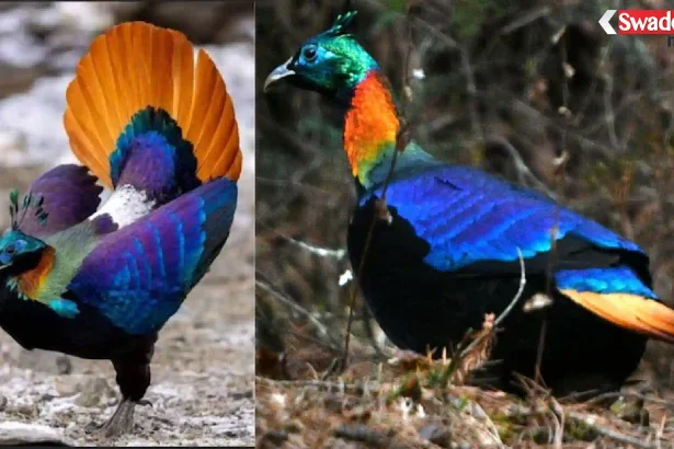 himalayan-monal-habitat-noise-research/