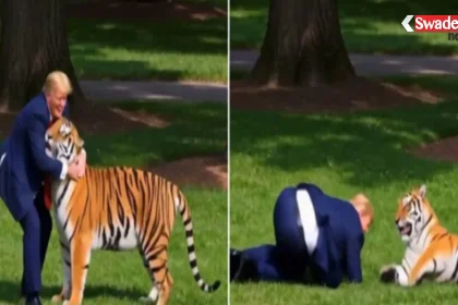 /ai-video-controversy-donald-trump-tiger/