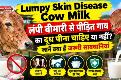 Lumpy Skin Disease Cow Milk