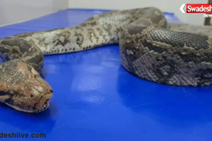 Python Tumor Surgery Bilaspur