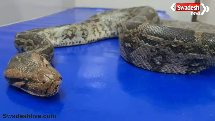 Python Tumor Surgery Bilaspur