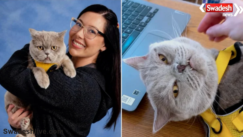 Therapy Cat at School