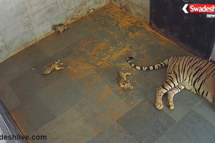 Tata Steel Zoological Park Tiger Cubs