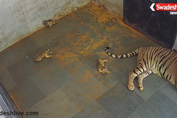 Tata Steel Zoological Park Tiger Cubs