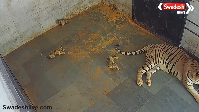 Tata Steel Zoological Park Tiger Cubs