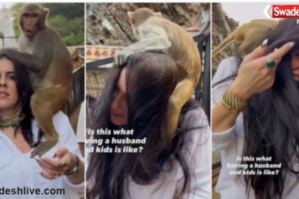 Wrenn Woods Jaipur Monkey Video