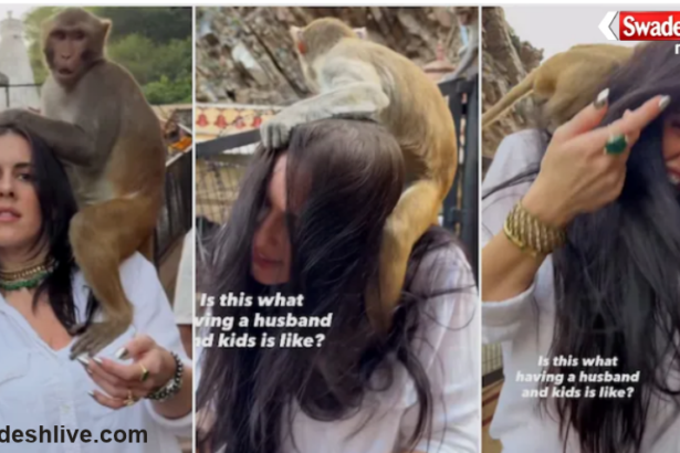 Wrenn Woods Jaipur Monkey Video