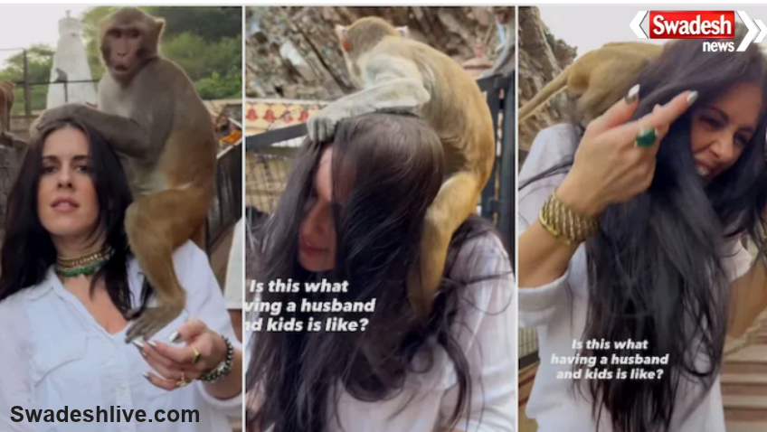 Wrenn Woods Jaipur Monkey Video