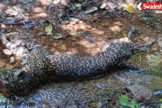 Leopard Death in Badamalhara