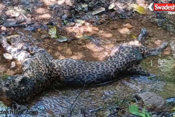 Leopard Death in Badamalhara