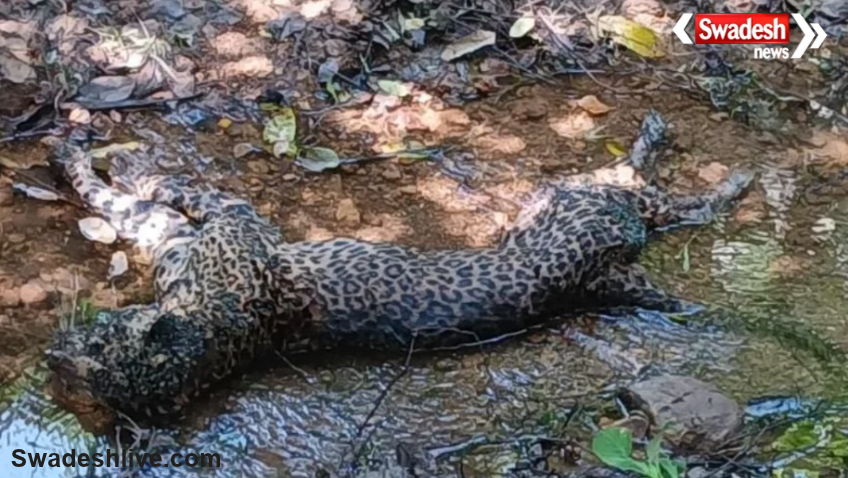 Leopard Death in Badamalhara