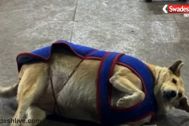 Delhi Fat Dog Contest