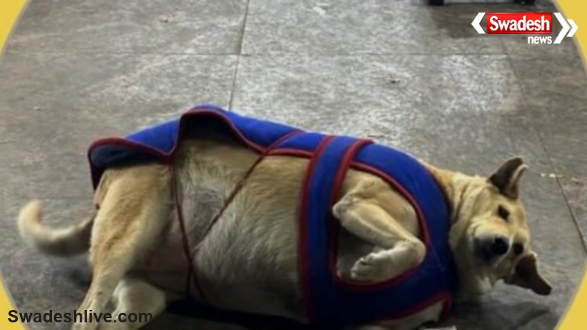 Delhi Fat Dog Contest