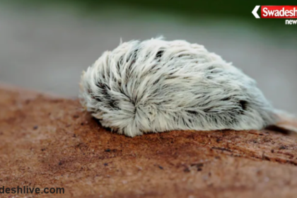 Puss Caterpillar Sting