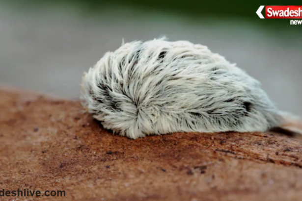Puss Caterpillar Sting
