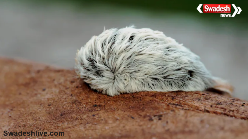 Puss Caterpillar Sting