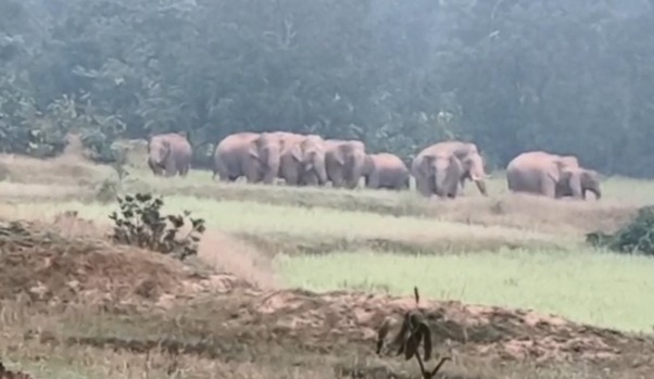 Ambikapur Elephants