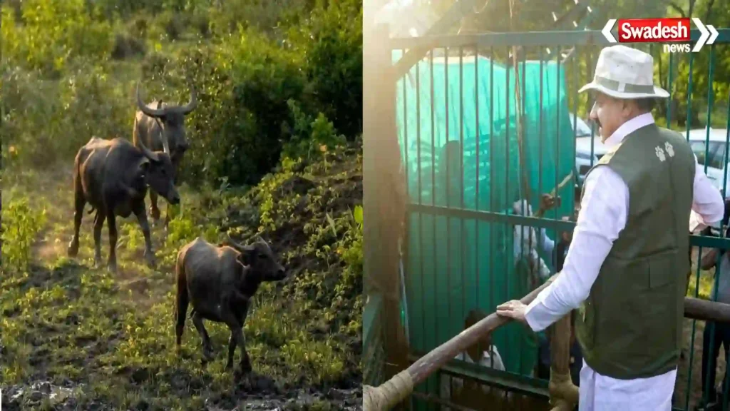 Wild Buffalo In MP Kanha Reintroduction CM