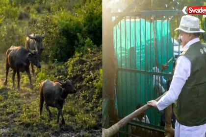 Wild Buffalo In MP Kanha Reintroduction CM